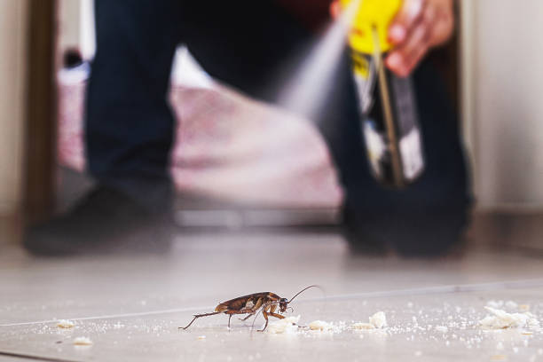 Best Insect Control  in Kalaheo, HI
